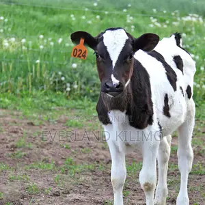 Cattle Herd Category Identification Numbered Z- Tags