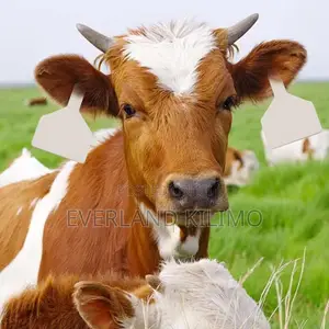 Farm Organization Z- Tags for Cattles - White