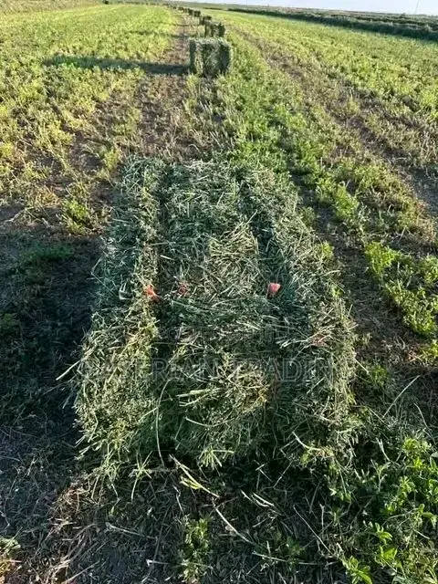 Lucerne/Alfalfa Hay