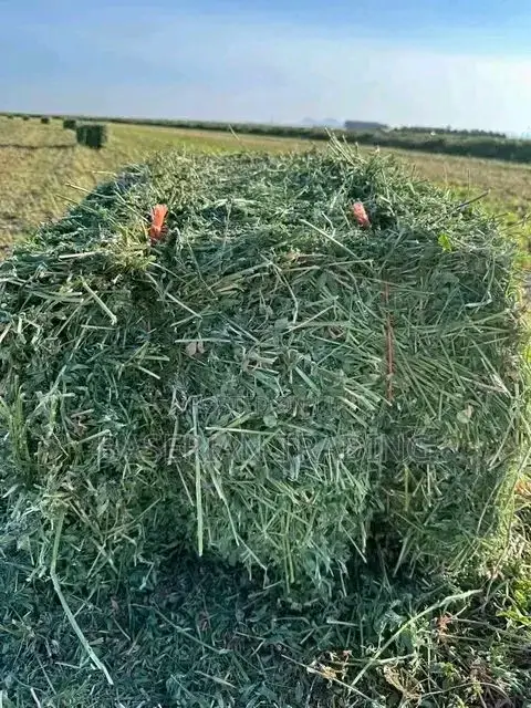 Lucerne/Alfalfa Hay