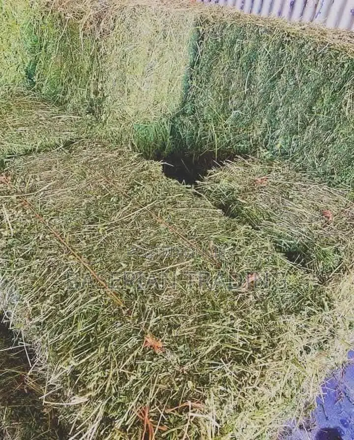 Lucerne/Alfalfa Hay