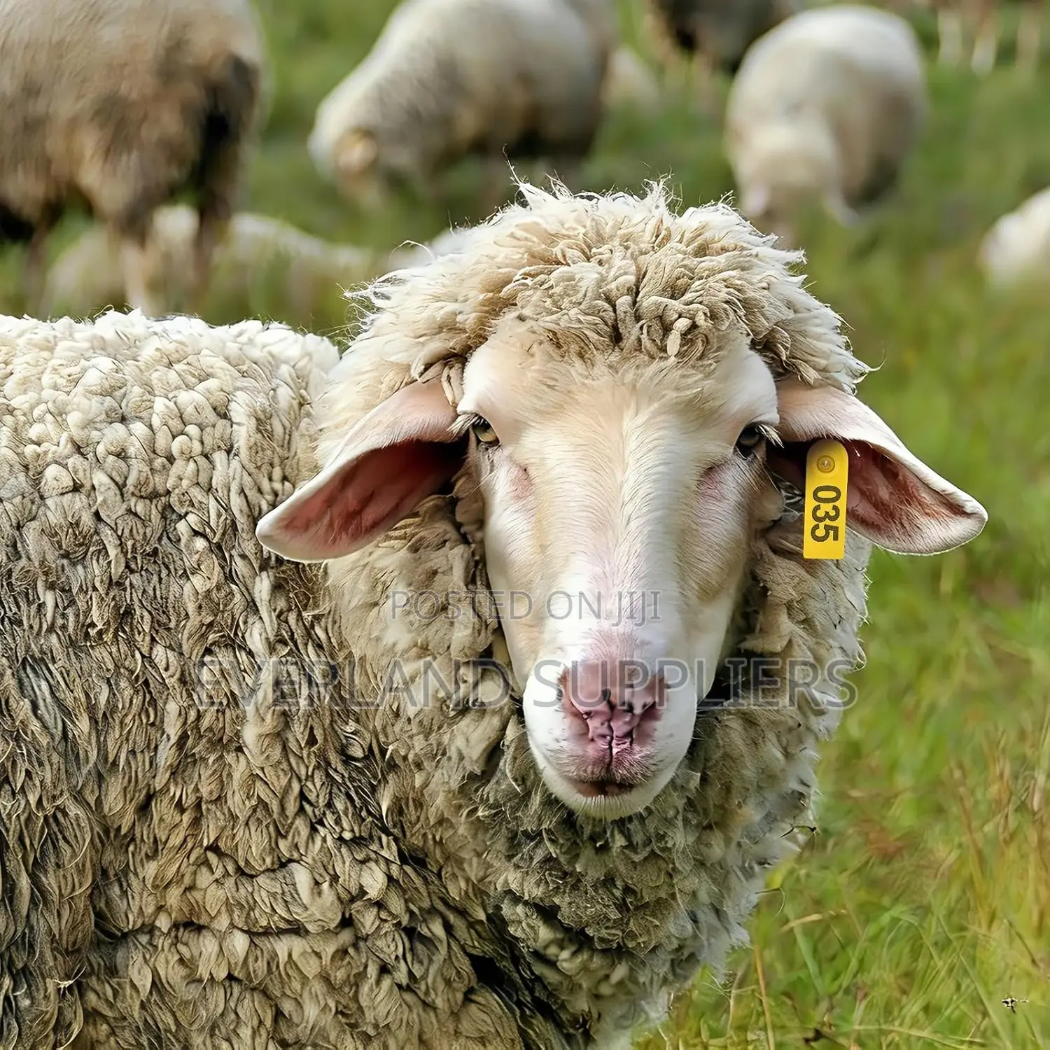 Slim ID Ear Tags for Sheep - Yellow and Numbered