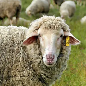 Slim ID Ear Tags for Sheep - Yellow and Numbered