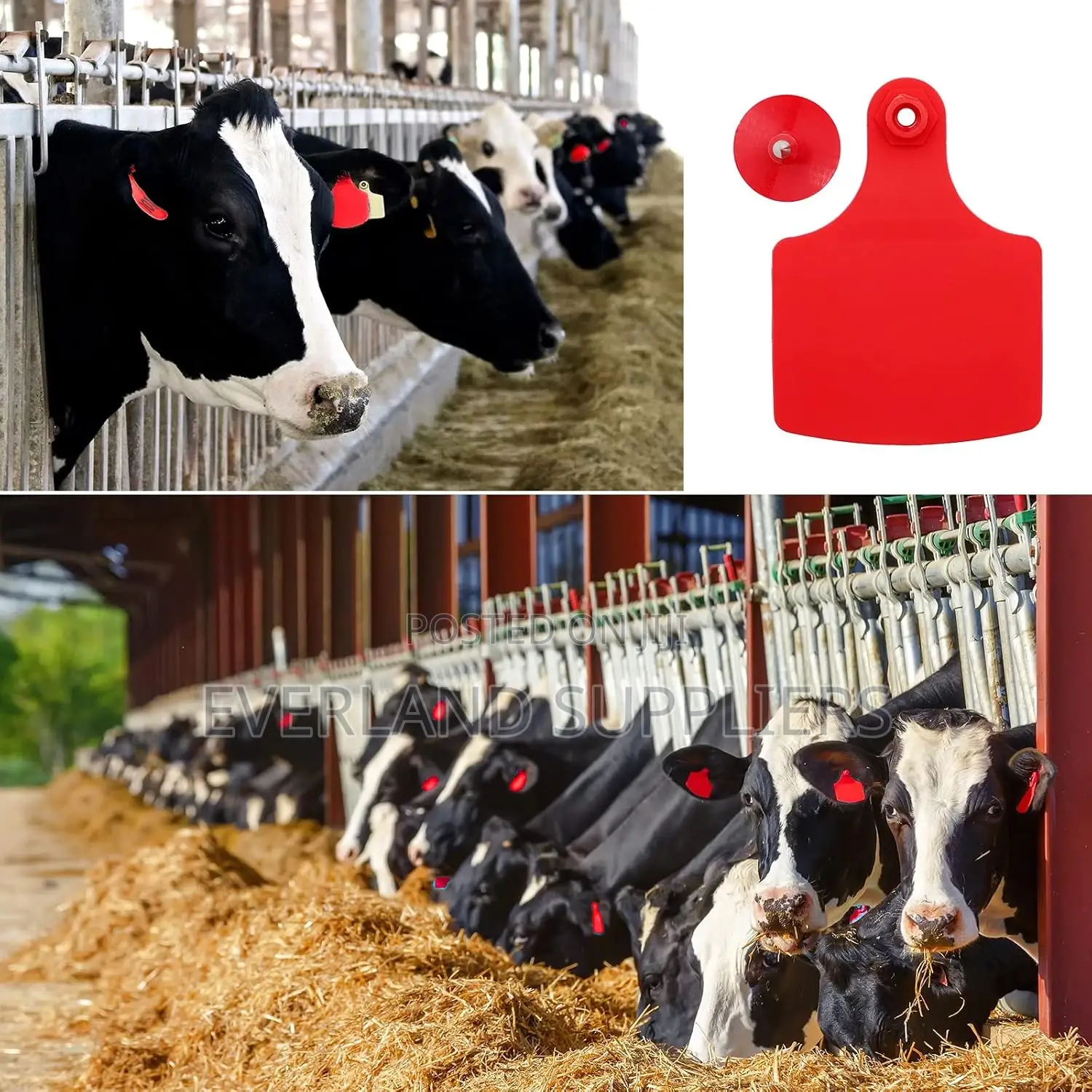Plain Red Large Livestock Ear Tags