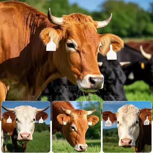 White Cattle Z- Tags for Quick Recognition
