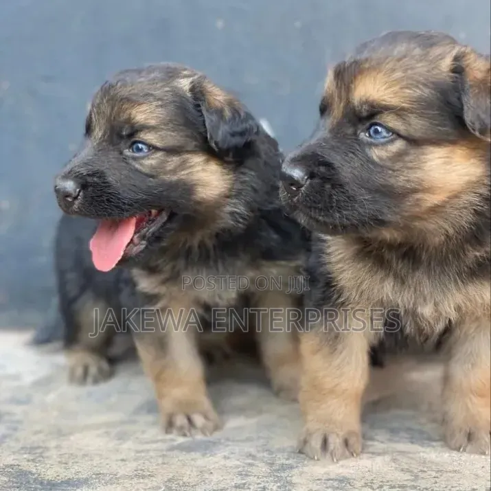 1-3 months Male Purebred German Shepherd