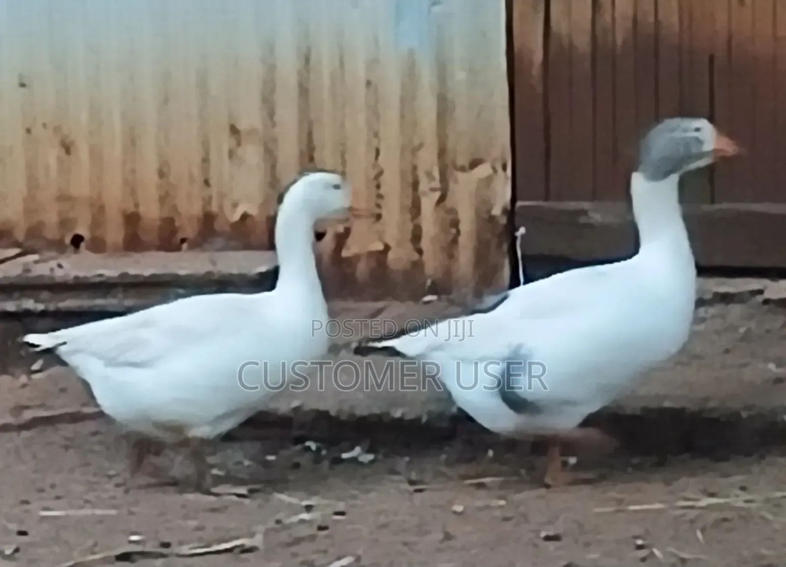 Geese for Sale