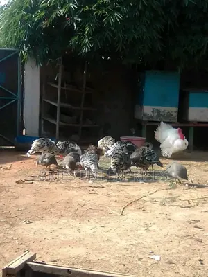 Turkey Birds