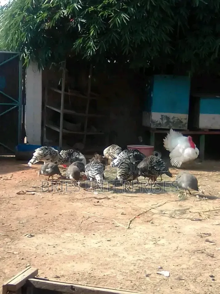 Turkey Birds