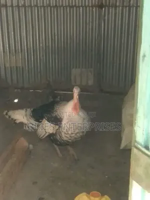 Turkey Birds
