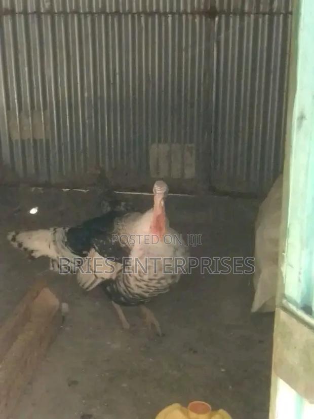 Turkey Birds - thumbnail 2