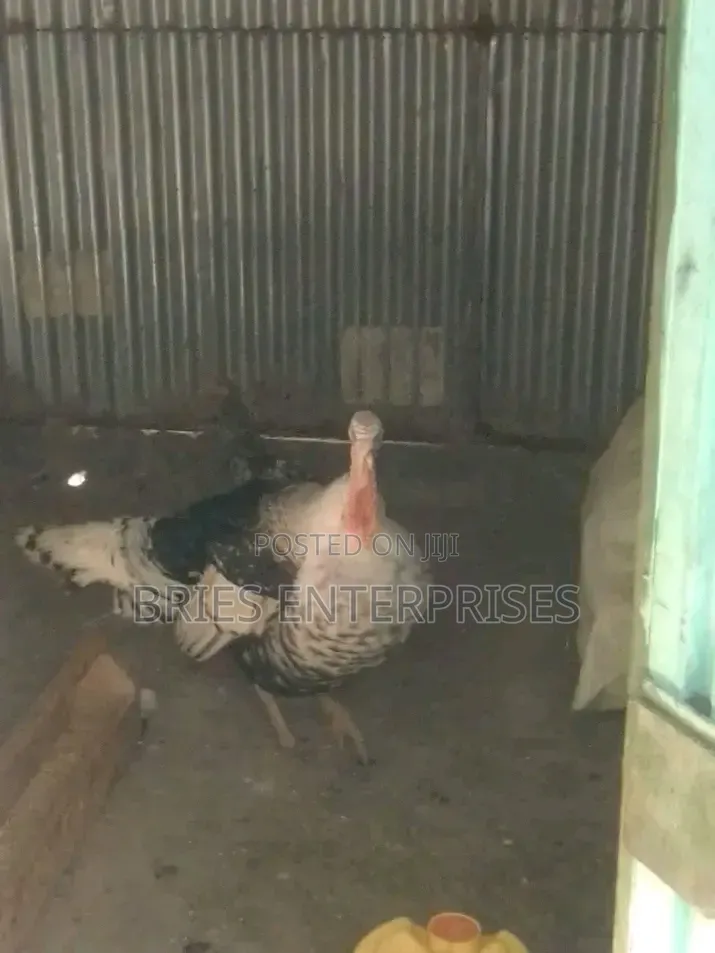 Turkey Birds