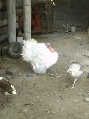 Turkey Birds