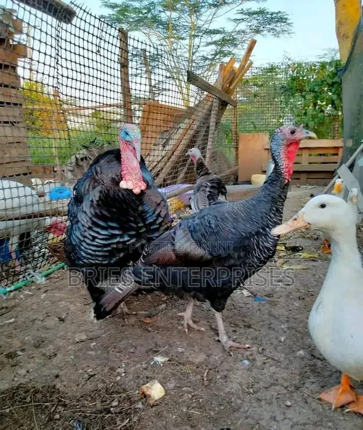 Male Turkey Birds for Meat