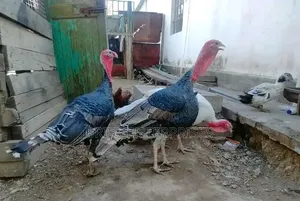 Male Turkey Birds for Meat