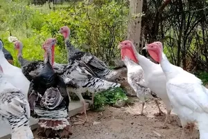 Male Turkey Birds for Meat