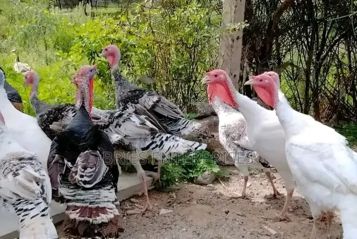 Male Turkey Birds for Meat
