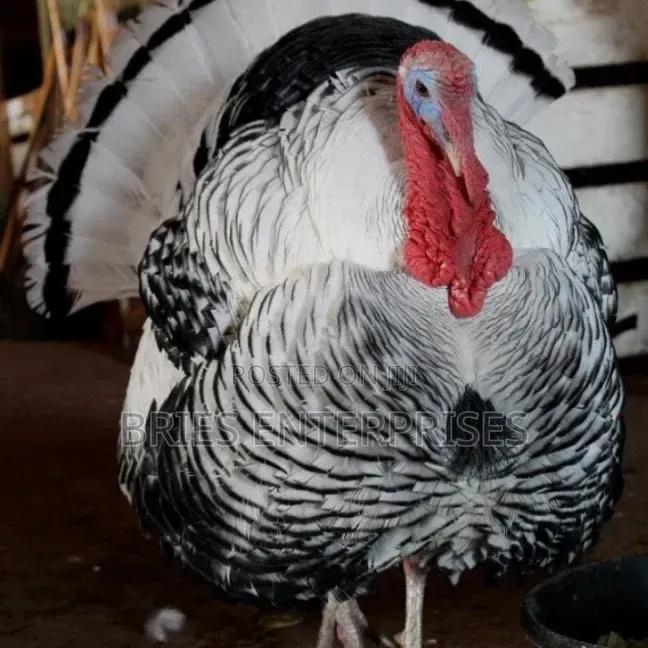 Male Turkey Birds for Meat