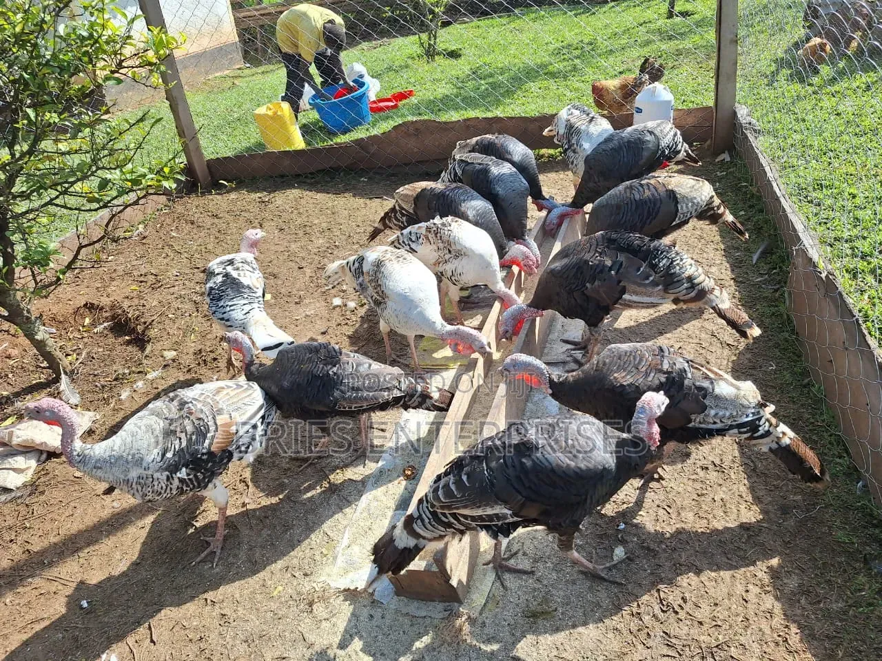 Turkey Poultry