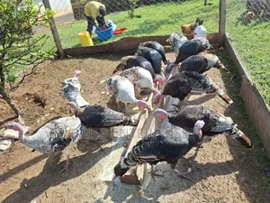 Turkey Poultry