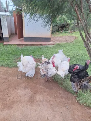 Turkey Poultry