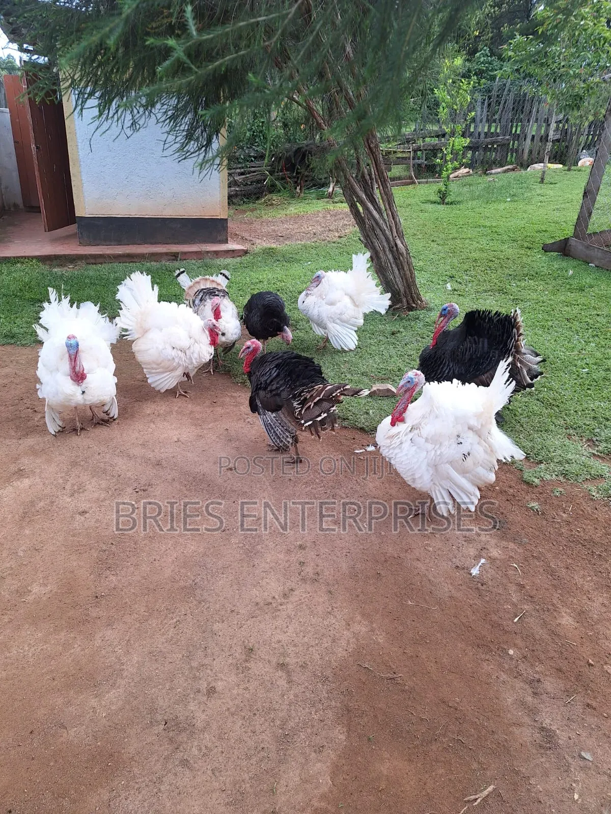 Turkey Poultry