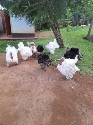 Turkey Poultry
