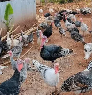 Turkey Poultry