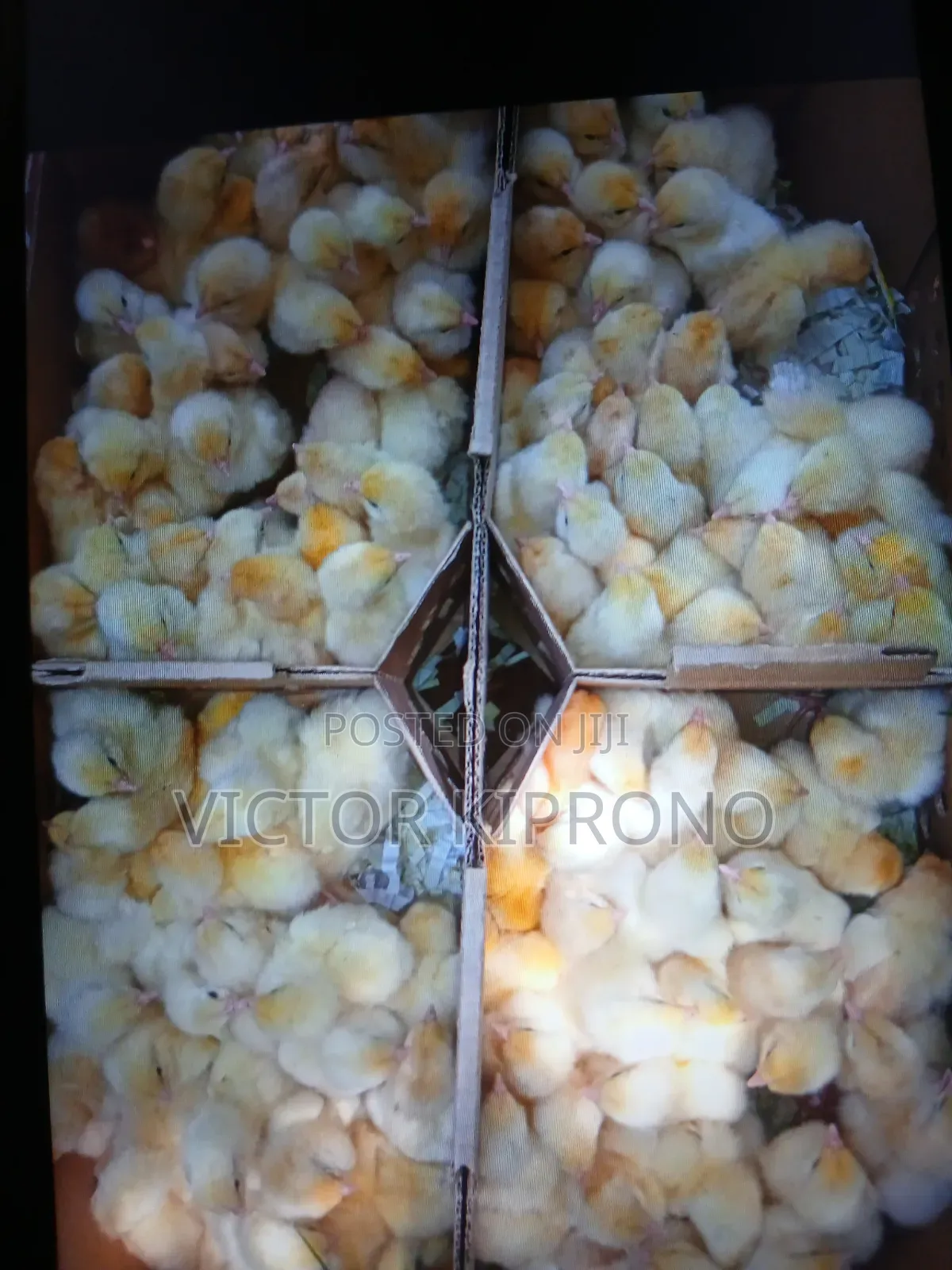 Chicks Farming