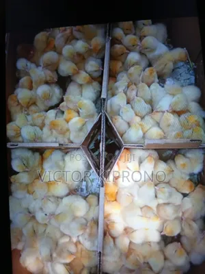 Chicks Farming