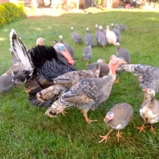 Guinea Fowls