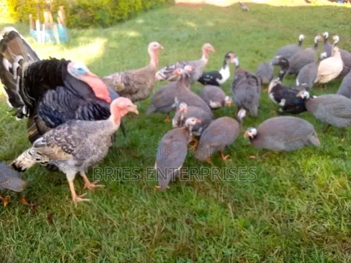 Guinea Fowls