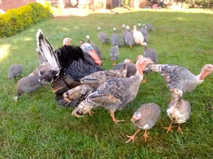 Guinea Fowls