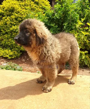 1-3 months Male Purebred Caucasian Shepherd