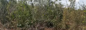 44.5 Acres Farm for Quick Sell-Clean Title Deed-Ideal for Farming.