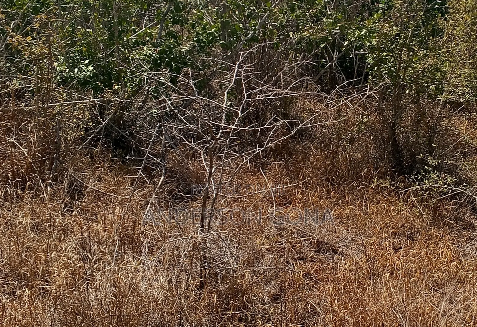 44.5 Acres Farm for Quick Sell-Clean Title Deed-Ideal for Farming.