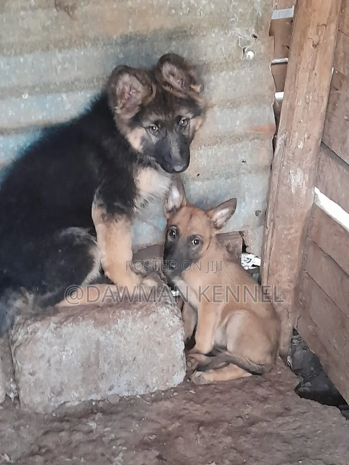 1-3 months Female Purebred German Shepherd