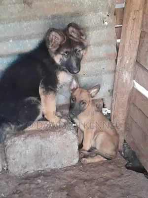 1-3 months Female Purebred German Shepherd