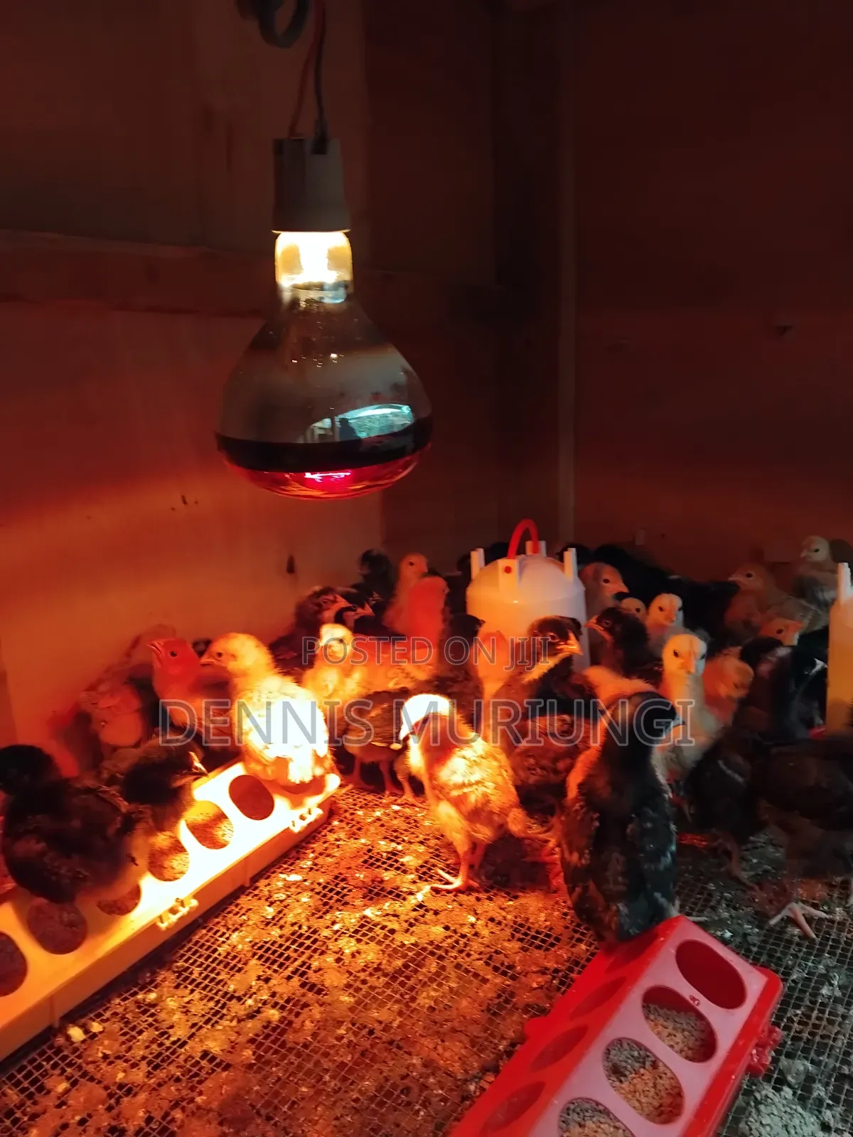 I Week Old Chick