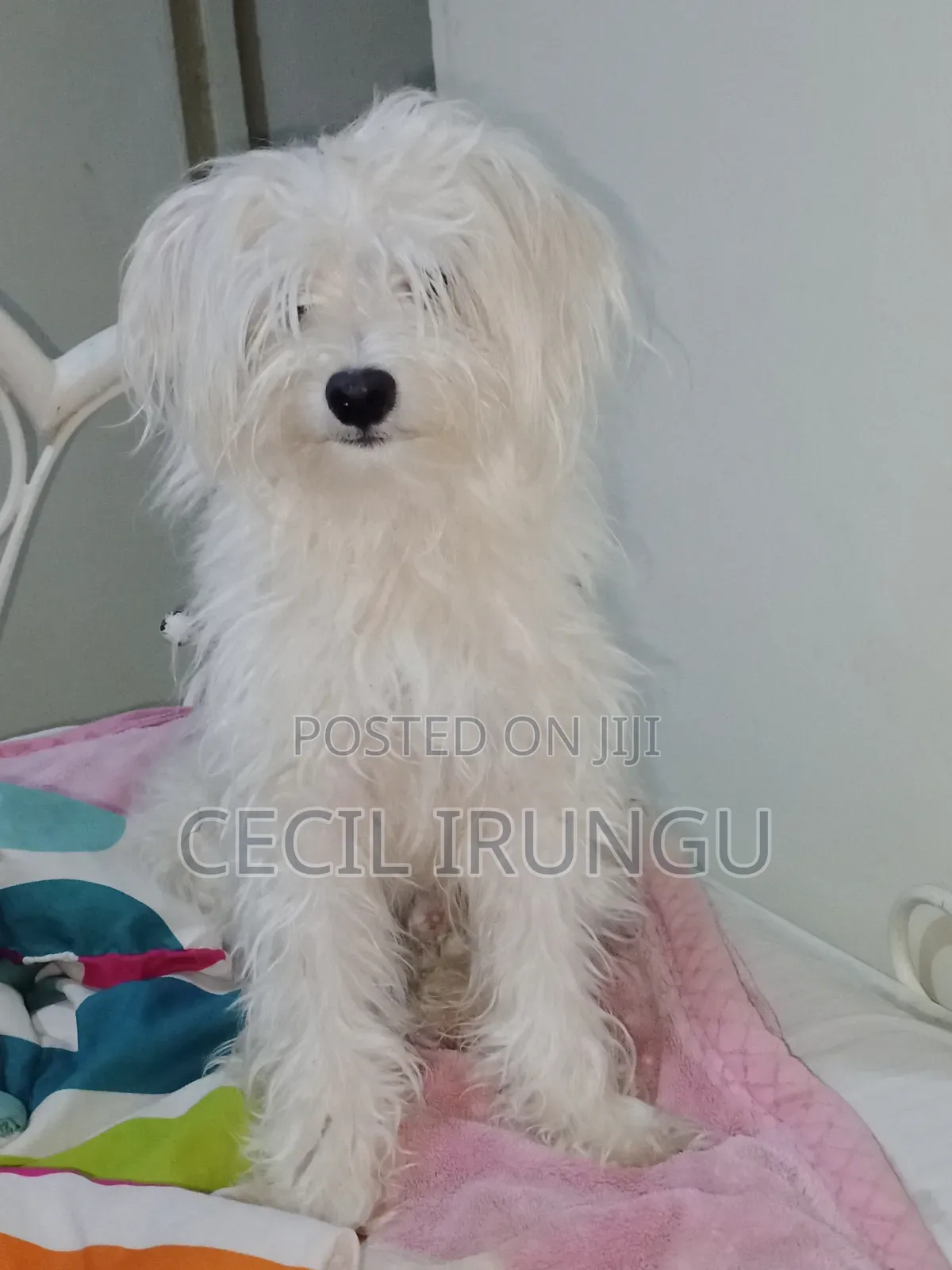 1+ year Male Purebred Havanese