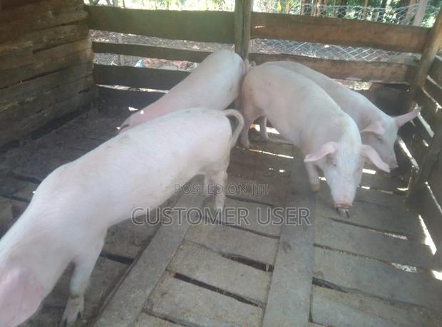 Pigs for Sale - main view