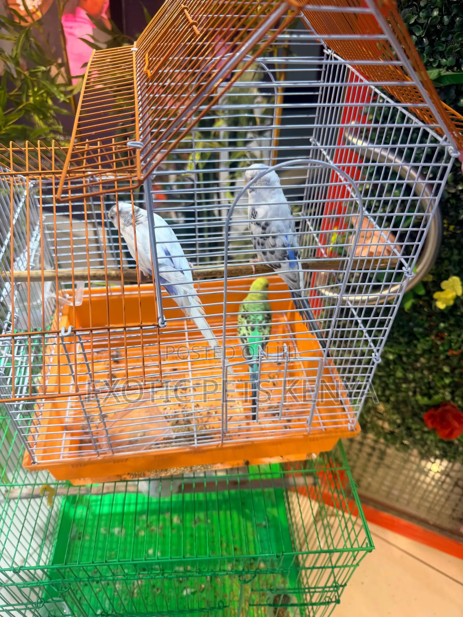 Budgies for Sale