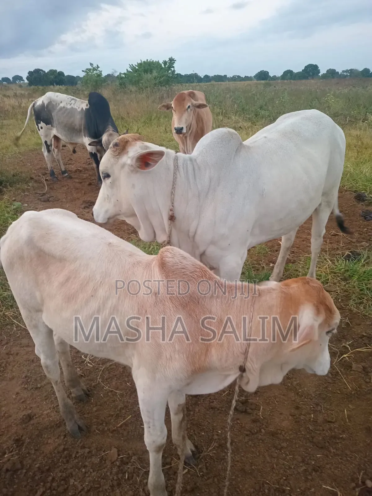 Cattles and Goats