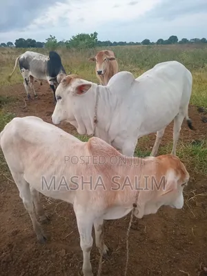 Cattles and Goats