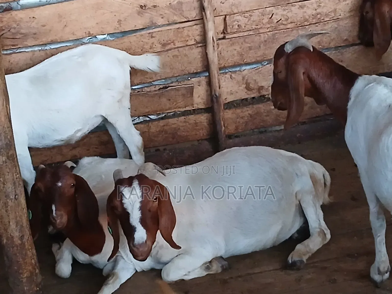 Boer Goets