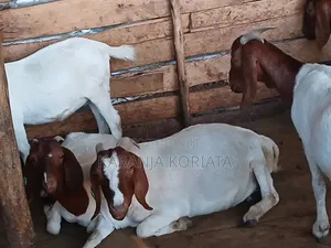Boer Goets