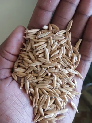 Oats Seeds