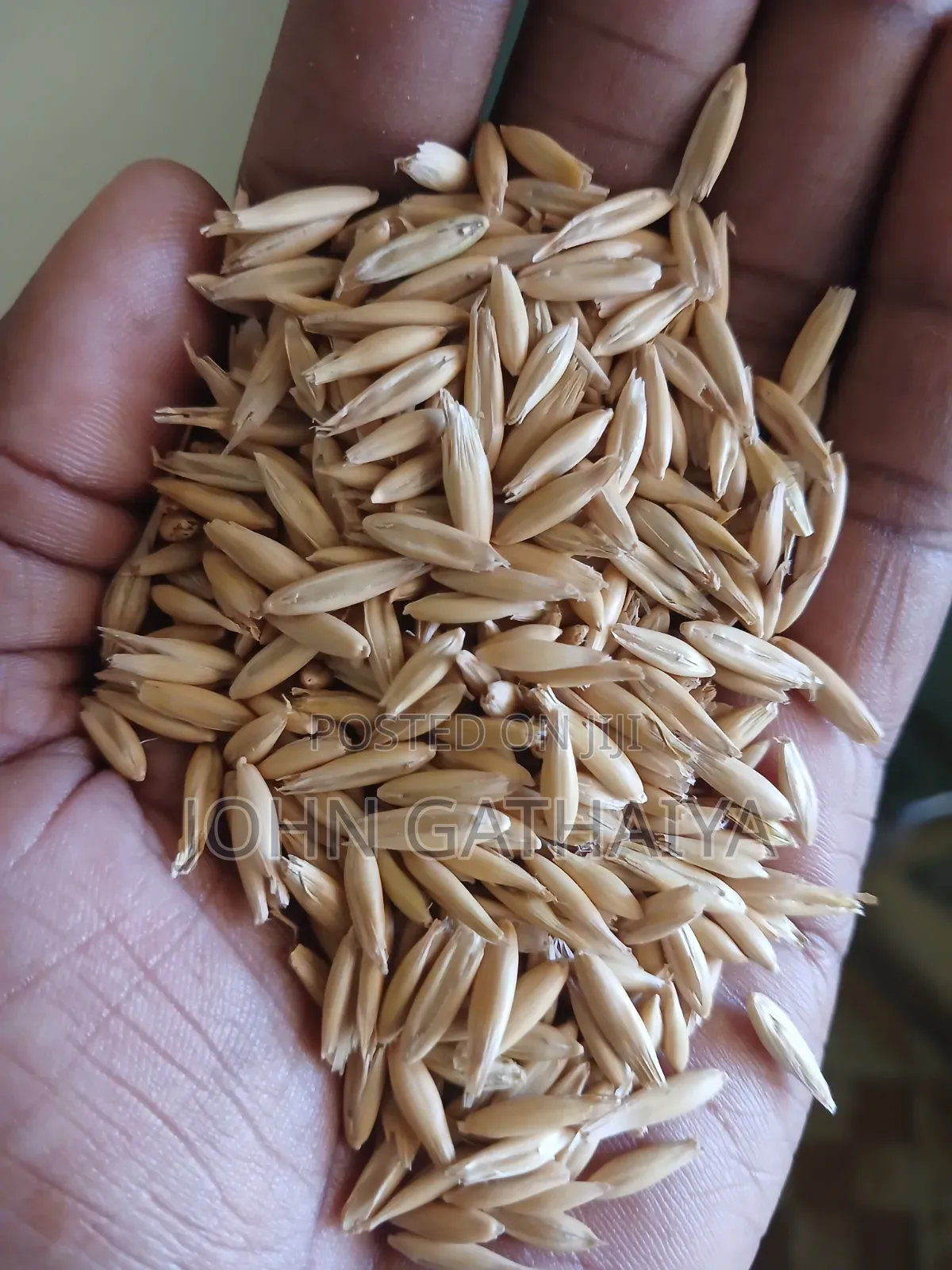 Oats Seeds