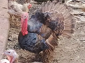 Mature Turkeys on Sell