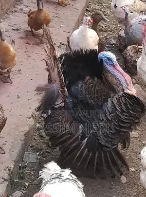 Mature Turkeys on Sell